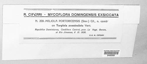 Meliola portoricensis image